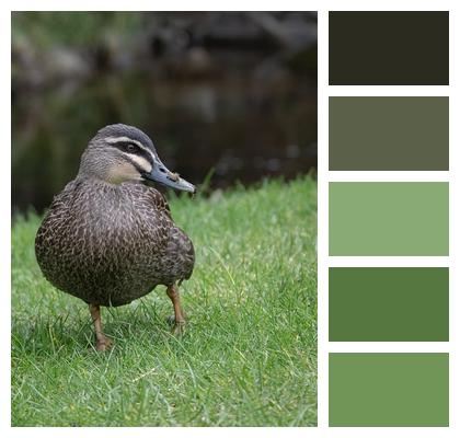 Pacific Black Duck Bird Duck Image